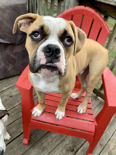 Entry image for Frank. Clicking this image will show a larger photo