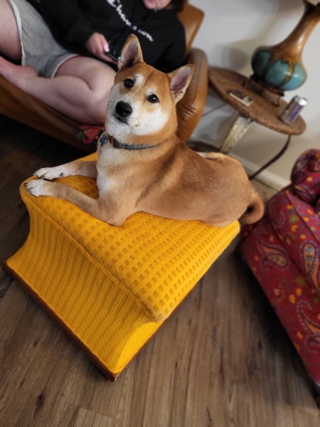 Entry image for Felix. Clicking this image will show a larger photo