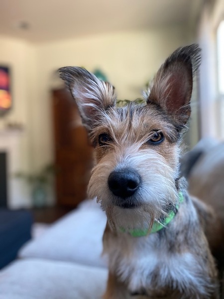 Entry image for Dottie. Clicking this image will show a larger photo