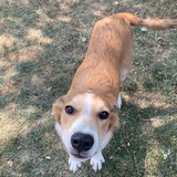 Entry image for Havana