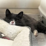 Entry image for Kaylee