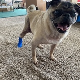 Entry image for Toby