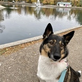 Entry image for Brie 