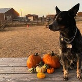 Entry image for Murphy