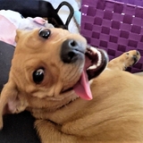 Entry image for Blueberry