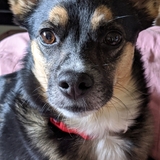 Entry image for Tobey