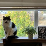 Entry image for Bridgette