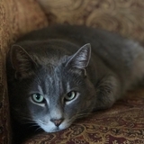 Entry image for Logan