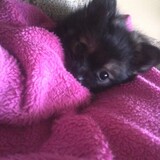 Entry image for Teddy