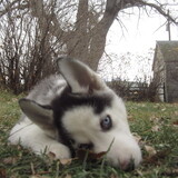 Entry image for Moonshine