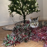 Entry image for Jasmine