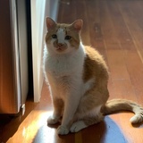 Entry image for Julian