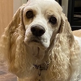 Entry image for Romeo Otto