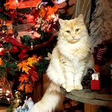 Entry image for Jasper 