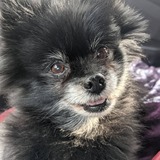 Entry image for Vladimir