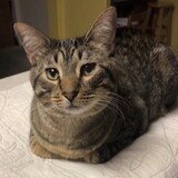 Entry image for George