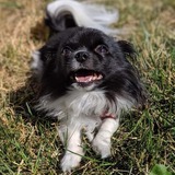 Entry image for Molly