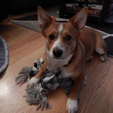 Entry image for Lucy