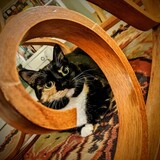 Entry image for Maple