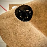 Entry image for Briar