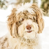 Entry image for Oaklee Jaxon