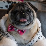 Entry image for Sheldon Bear