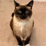 Entry image for Molly