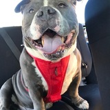 Entry image for Theodore