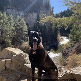 Entry image for Zelda