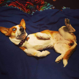 Entry image for Radish