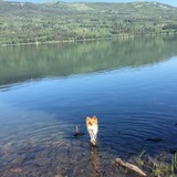 Entry image for Henri