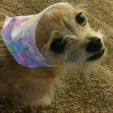 Entry image for Brittany