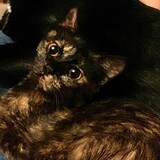 Entry image for Peanut