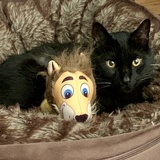 Entry image for Romeo