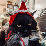 Entry image for Daffodil Cheesecake