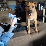 Entry image for Phoenix