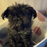 Entry image for Raven