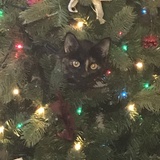 Entry image for Calypso (Cally Cat)