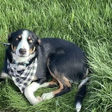 Entry image for Baloo