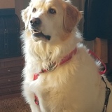 Entry image for Cooper