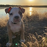 Entry image for Nala