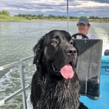 Entry image for Nala 