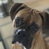 Entry image for Animosh 