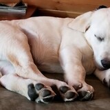 Entry image for Grayson