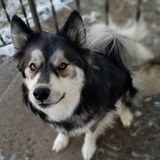 Entry image for Diesel