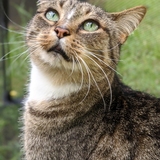 Entry image for Hobo Harry