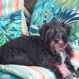 Entry image for Missy