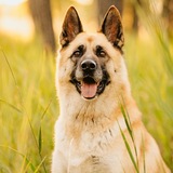 Entry image for Miss Scout