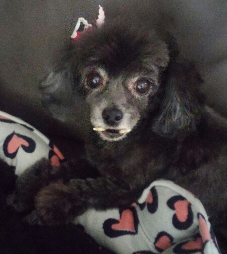 Entry image for Zoe. Clicking this image will show a larger photo