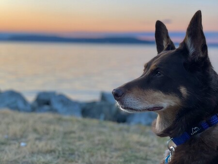 Entry image for Mona. Clicking this image will show a larger photo